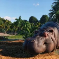 Planet Zoo Deluxe Edition TR PC Steam CD Key - ekran görüntüsü 7